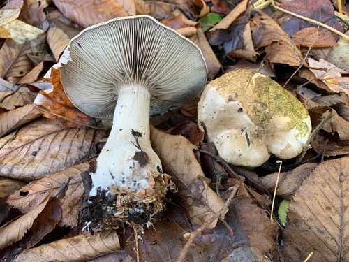 Atractosporocybe polaris