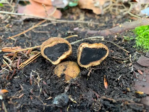 Elaphomyces verruculosus