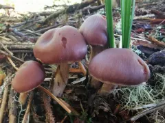 Cortinarius armeniacus thumbnail 2