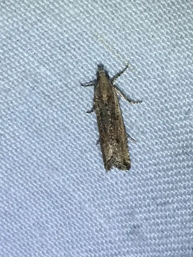 Javelin Moth