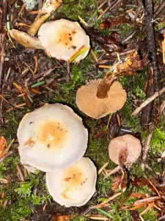 Thaxterogaster oregonensis thumbnail 4