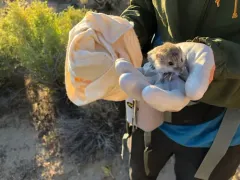 Dark Kangaroo Mouse thumbnail 2