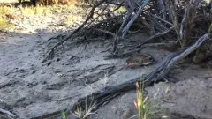 Chisel-toothed Kangaroo Rat thumbnail 2