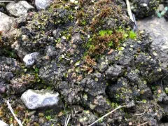 Jellytot Earthscale Lichen thumbnail 3
