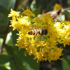Exotic Streaktail thumbnail 1