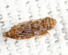 Latalus personatus thumbnail 2