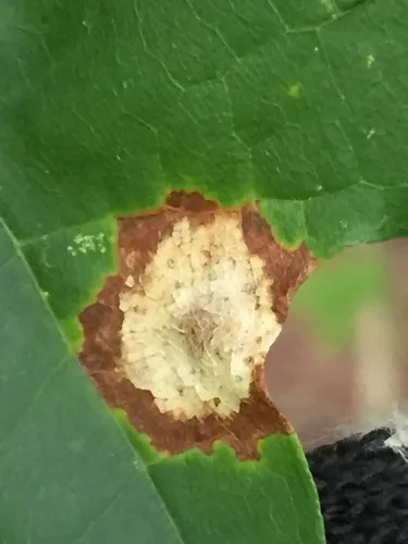 bullseye leaf spot