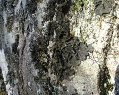 Effervescent Tarpaper Lichen thumbnail 4