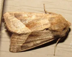 Hydraecia obliqua thumbnail 3