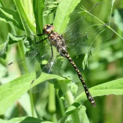Harlequin Darner thumbnail 4