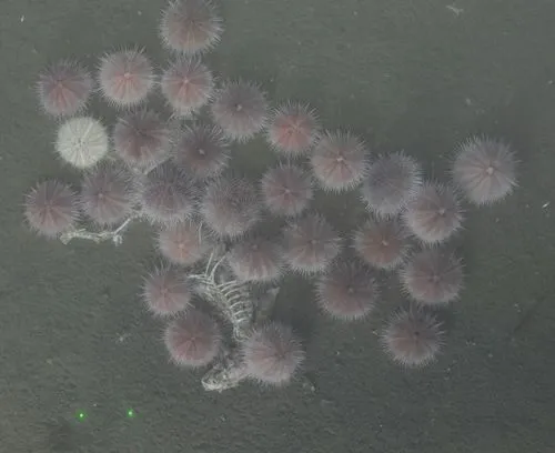 fragile sea urchin