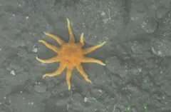 Orange Sun Star thumbnail 4