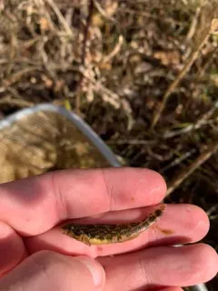 Banded Darter thumbnail 3