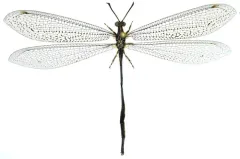 Brachynemurus longicaudus thumbnail 3