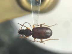 Cymindis cribricollis thumbnail 2