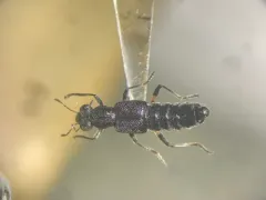 Stenus annularis thumbnail 3