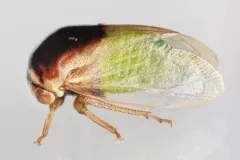 Micrutalis dorsalis thumbnail 3