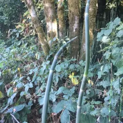 rough horsetail thumbnail 4