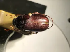 Phyllophaga marginalis thumbnail 3