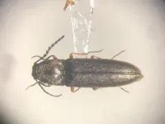 Gambrinus confusus thumbnail 2