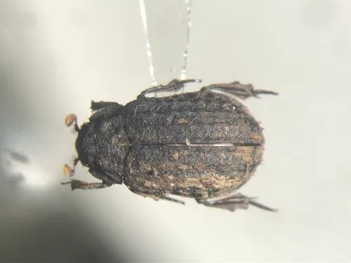 Trox hamatus