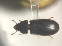 Tenebroides americanus thumbnail 2