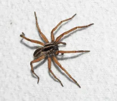 Dotted Wolf Spider thumbnail 4