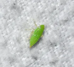 Neocoelidia tumidifrons thumbnail 4
