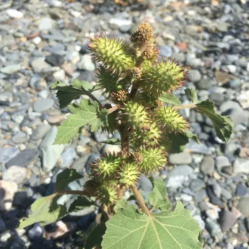 rough cocklebur