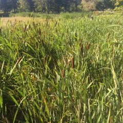 broadleaf cattail thumbnail 3