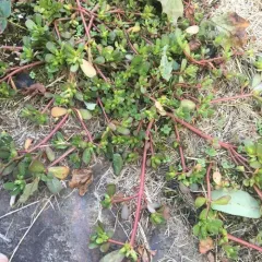 Common Purslane thumbnail 2