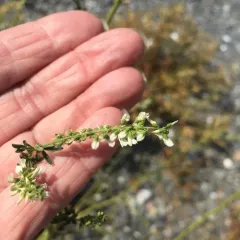 White Sweetclover thumbnail 5