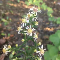 calico aster thumbnail 3
