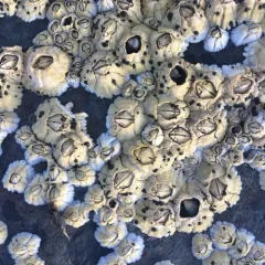 Northern Acorn Barnacle thumbnail 3