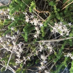 Biting Stonecrop thumbnail 2