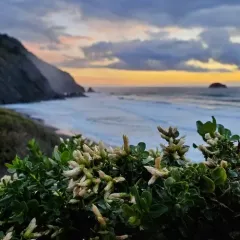 coyote brush thumbnail 3