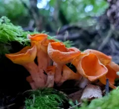 Stalked Orange-peel Fungus thumbnail 2