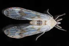 Anotia robertsonii thumbnail 3