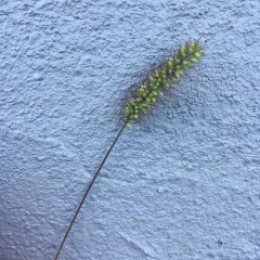 Green Bristle Grass thumbnail 2