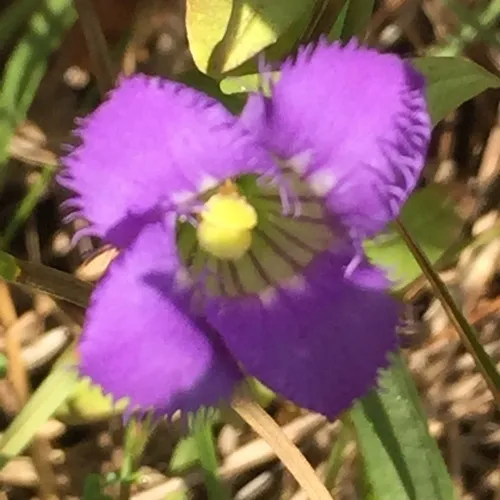 greater fringed gentian