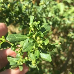 coyote brush thumbnail 2