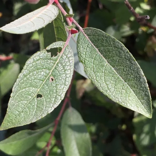 bebb's willow