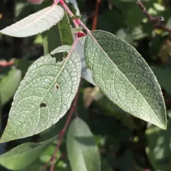 bebb's willow thumbnail 1