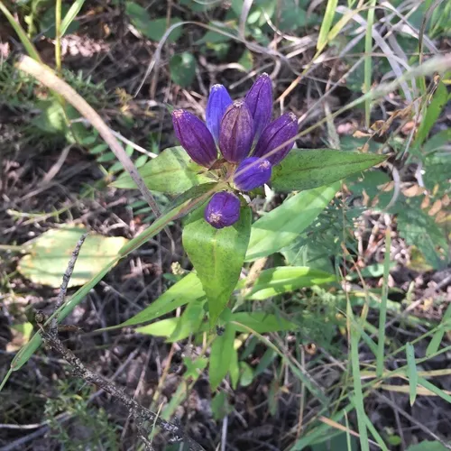 closed bottle gentian