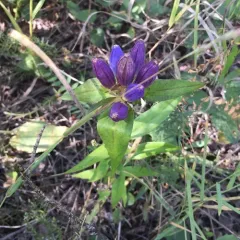 closed bottle gentian thumbnail 1