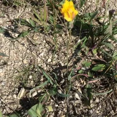 Pale agoseris thumbnail 1