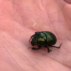 Splendid Earth-boring Beetle thumbnail 2