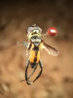 Xanthomelanodes arcuatus thumbnail 1