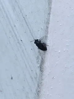 Geocoris uliginosus thumbnail 2