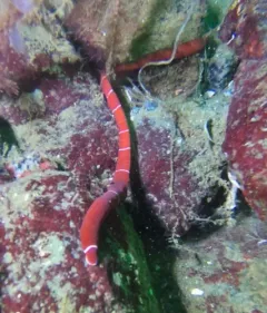 Tubulanus albocinctus thumbnail 2